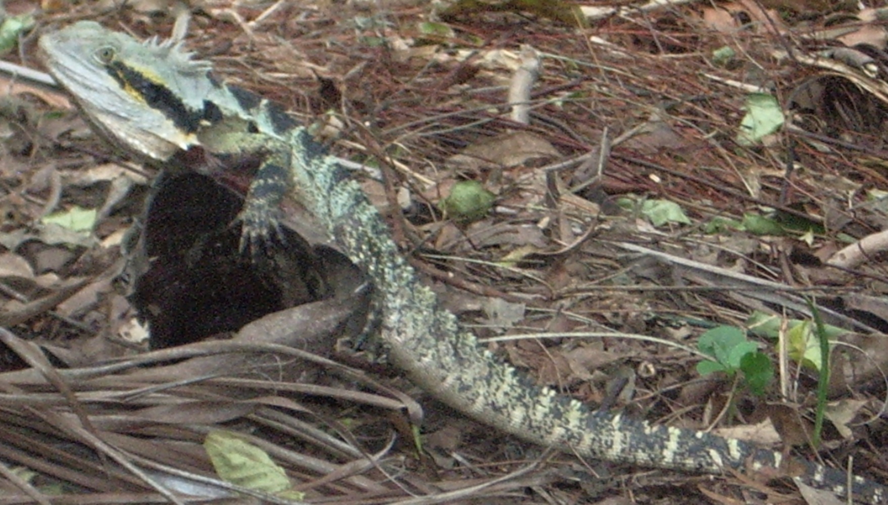 Turkeys-Dragons-and-Snakes