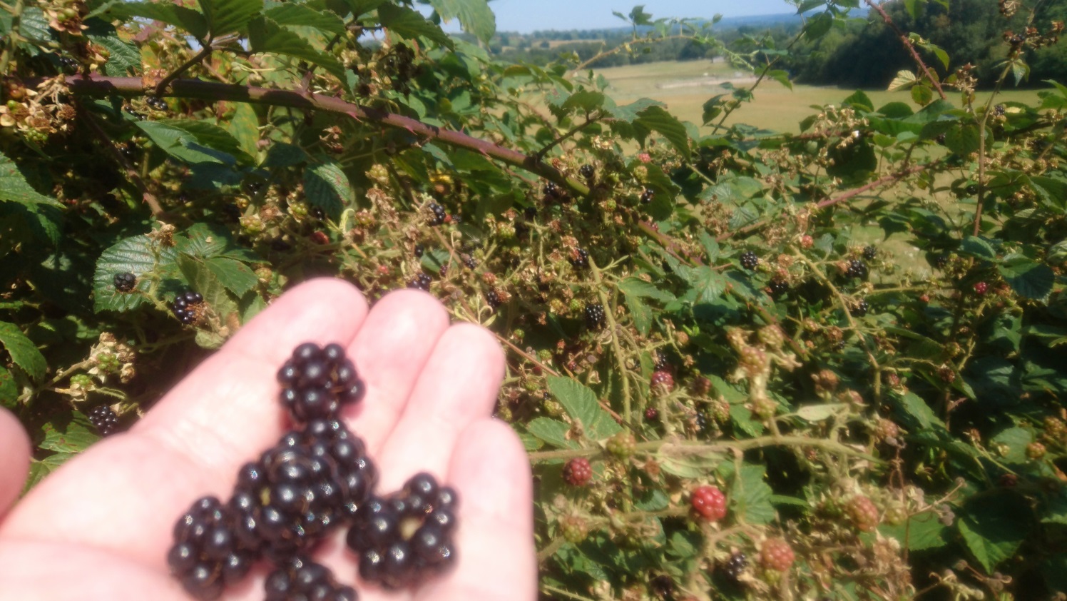 Blackberries Down The Lanes